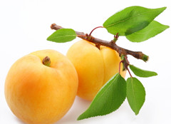 河南金葉香料-杏子提取物